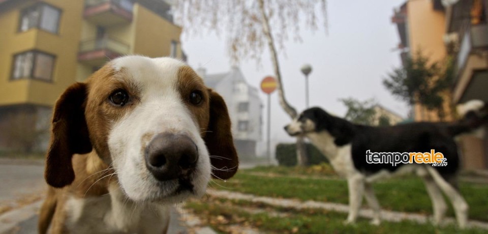 Castelforte / Esche velenose per i cani randagi, presentata un’interrogazione