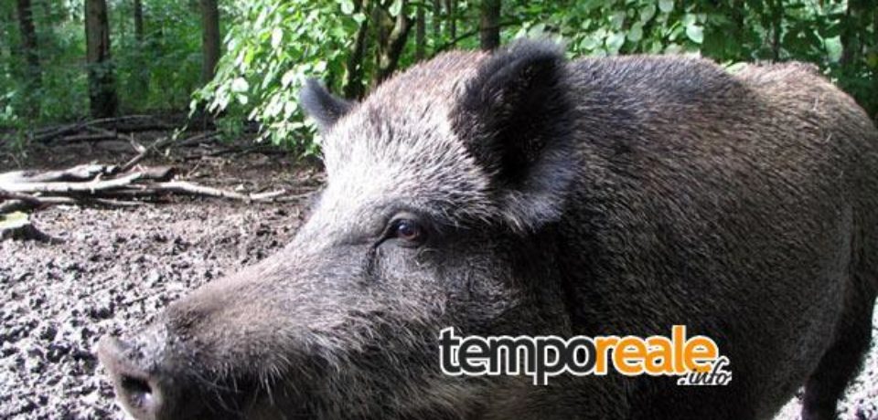Cassino / Caccia al cinghiale, Fare Verde e Consulta pronti ad azioni dimostrative