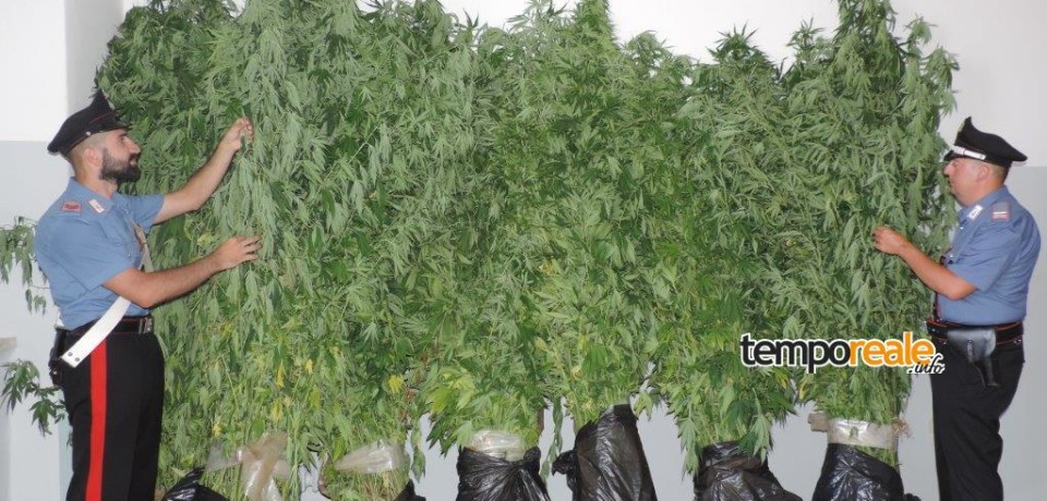 Monte San Biagio / Coltivavano piante di marijuana alte due metri, arrestati due uomini