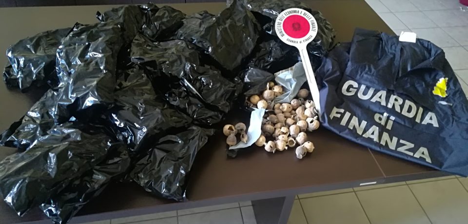 Fondi / Arrestato un cittadino indiano con 3,2 chili di bulbi di papavero