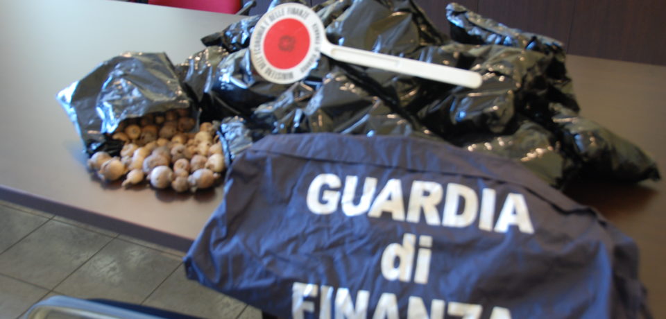 Fondi / Indiano trovato con 2.700 grammi di bulbi di papavero, arrestato