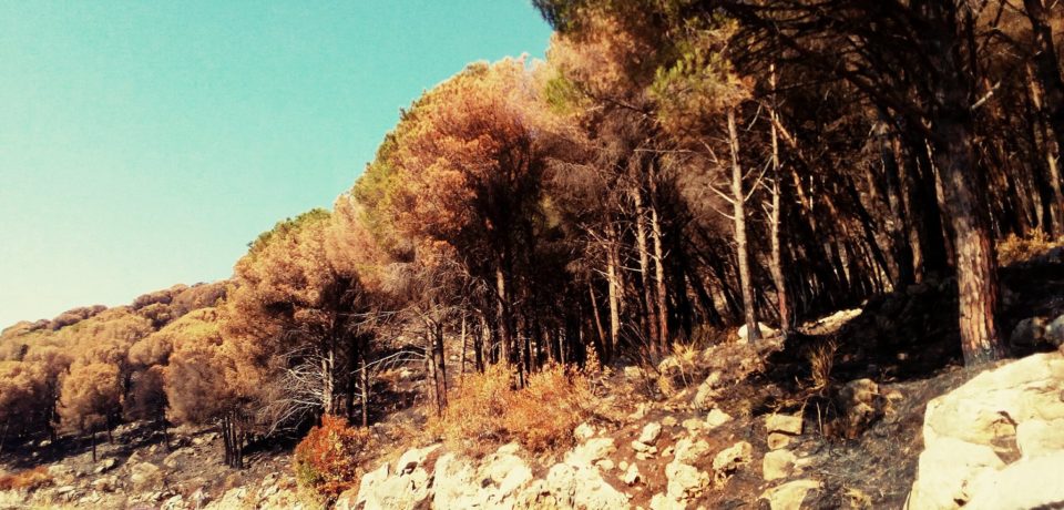 Spigno Saturnia / Incendi, è emergenza caduta alberi. Pronto un piano di intervento