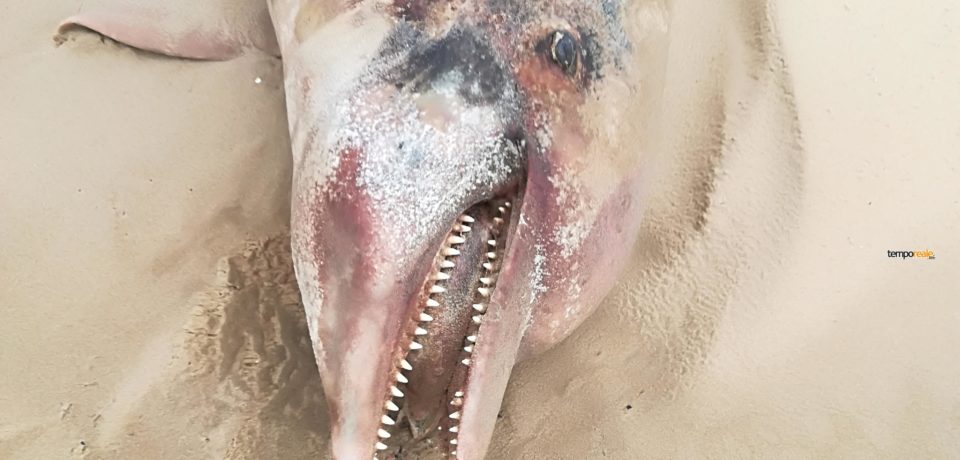 Delfino spiaggiato sul litorale, in località Lago Lungo, tra Fondi e Sperlonga