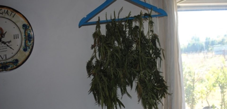 Latina, Borgo San Michele / Un arresto ed oltre 4 Kg di Marijuana sequestrati dalla polizia