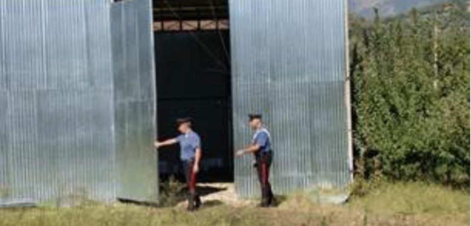 Minturno / Coltivazione di marijuana in un capannone, cinque arresti