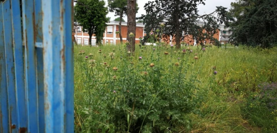 Minturno / Scarsa manutenzione del verde e degrado, la denuncia del consigliere Iossa