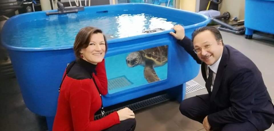 Ventotene si candida a ospitare sede di primo soccorso per le tartarughe marine