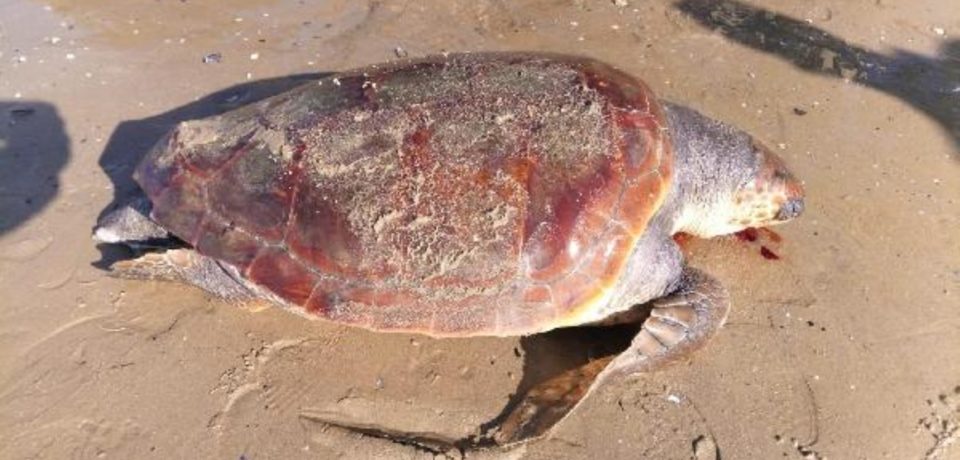 Formia / Tartaruga Caretta Caretta di 40 chili trovata morta in spiaggia