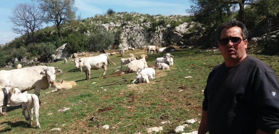 Formia / Terzo assalto dei lupi sui Monti Aurunci, sbranato un vitello