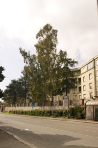 alberi decapitati cassino