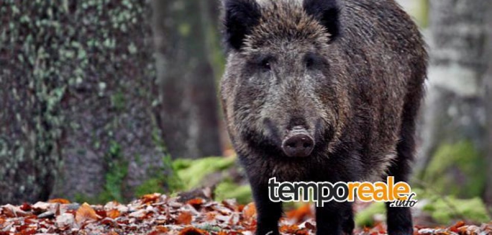Itri / In cerca di asparagi, fanno un incontro ravvicinato con un cinghiale