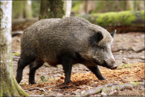 cinghiale2