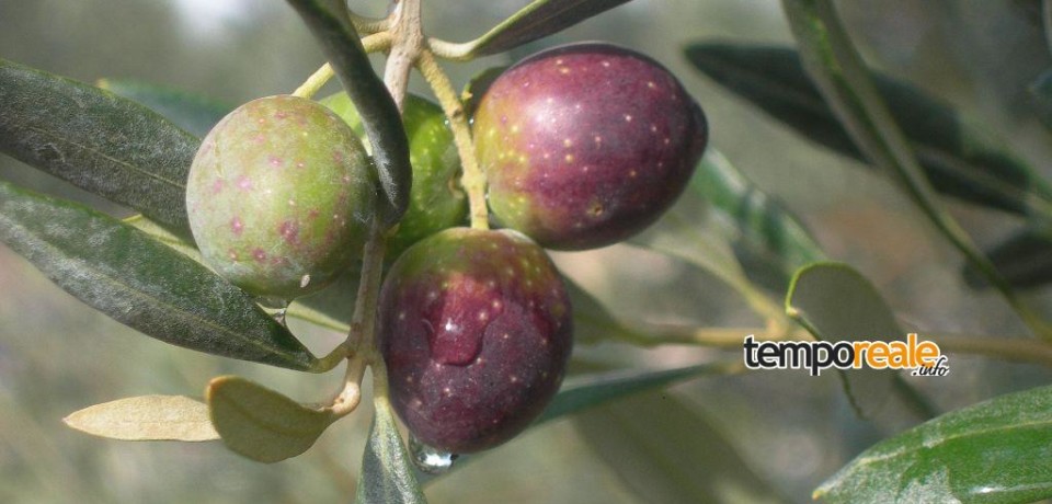 Finalmente l’Oliva di Gaeta DOP