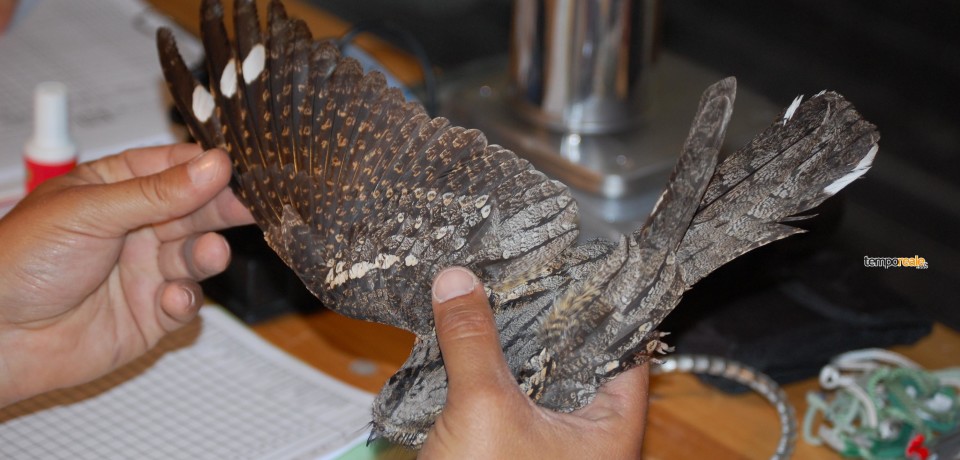 Formia / Parco Riviera di Ulisse, 1.050 uccelli di specie diverse sottoposti ad inanellamento