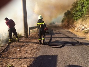 Falchi in azione a San Magno. 1jpg