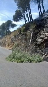 albero caduto per incendio a spigno saturnia