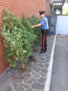 canapa sequestrata scauri