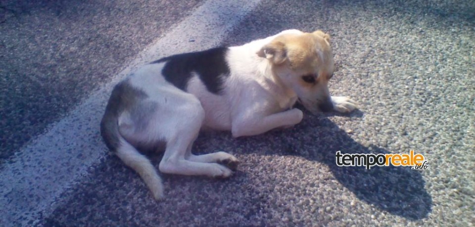 Castelnuovo Parano / Cane ferito e agonizzante sulla superstrada, salvato in extremis