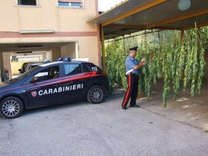 28.08.2015 coltivazione cannabis cassino sequestro carabinieri (3)