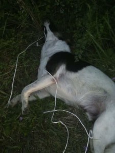 cane impiccato2