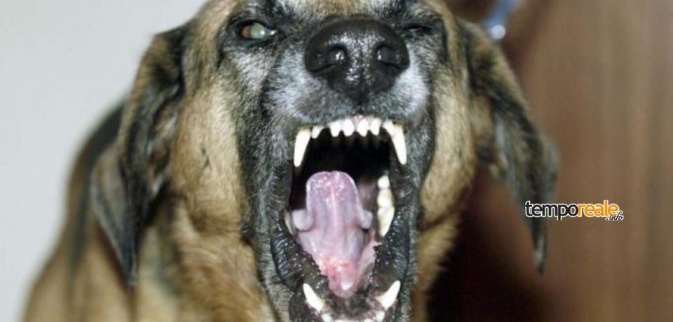 Gaeta / Morsa in strada sviene, è caccia al cane killer