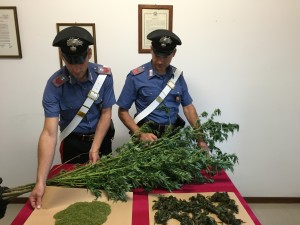 marijuana sequestra ss cosma e damiano carabinieri