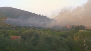acerbara 1