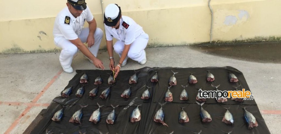 Ponza / La Guardia Costiera sequestra 40 esemplari di tonno rosso