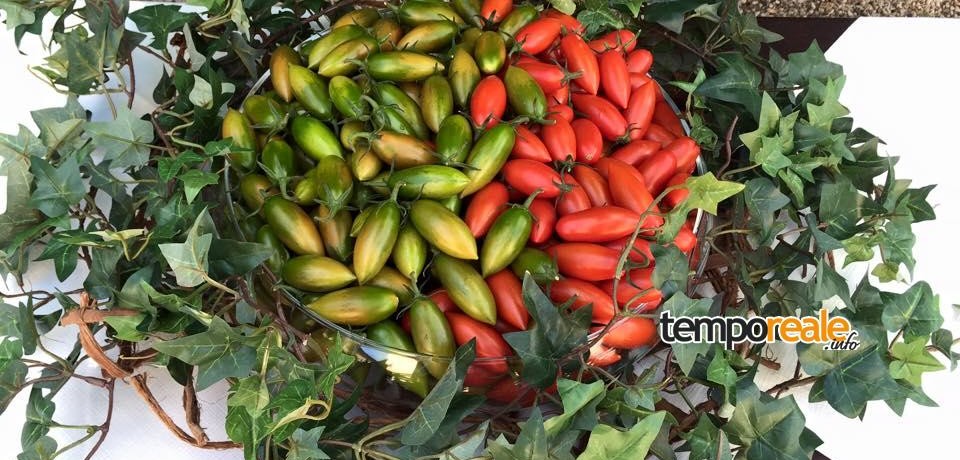 Fondi / “Generazioni pomodoro”, l’evento dedicato al Torpedino tra arte, storia ed enogastronomia