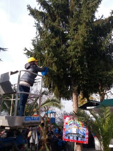 eco albero pontecorvo