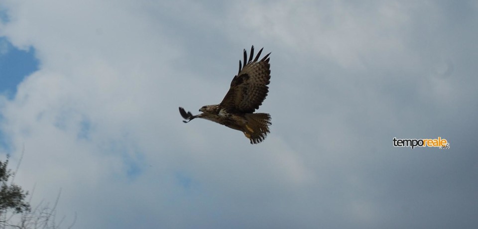 San Giorgio a Liri / Esemplari di fauna selvatica saranno rimessi in libertà martedì 19 gennaio