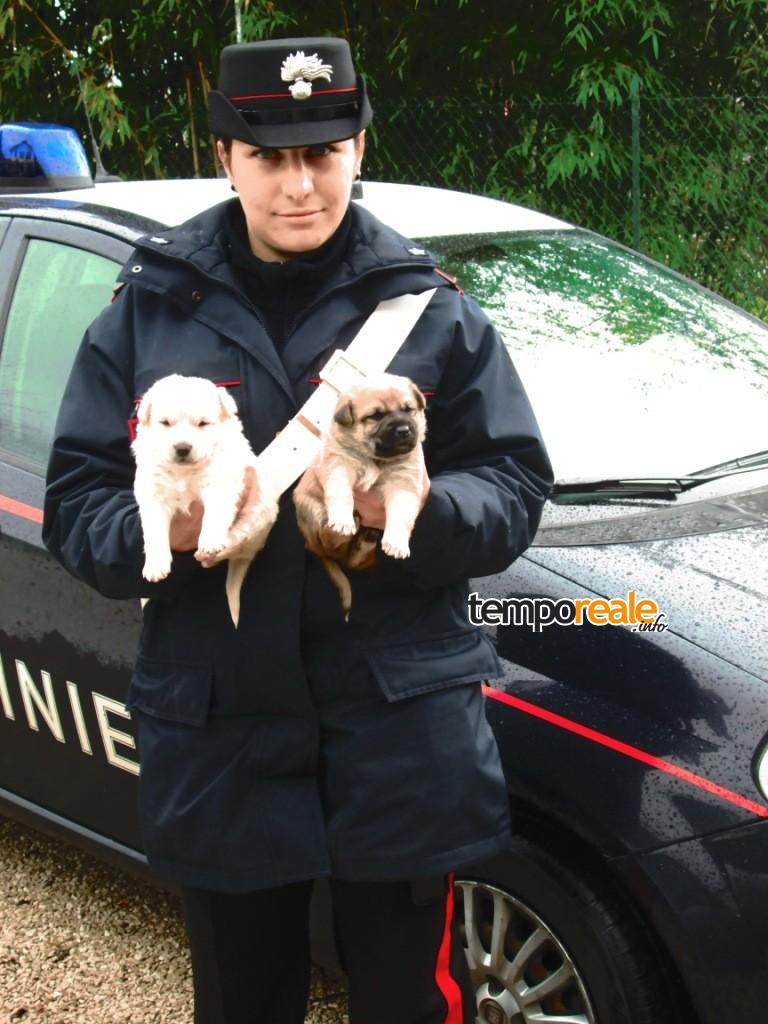 acuto cani abbandonati