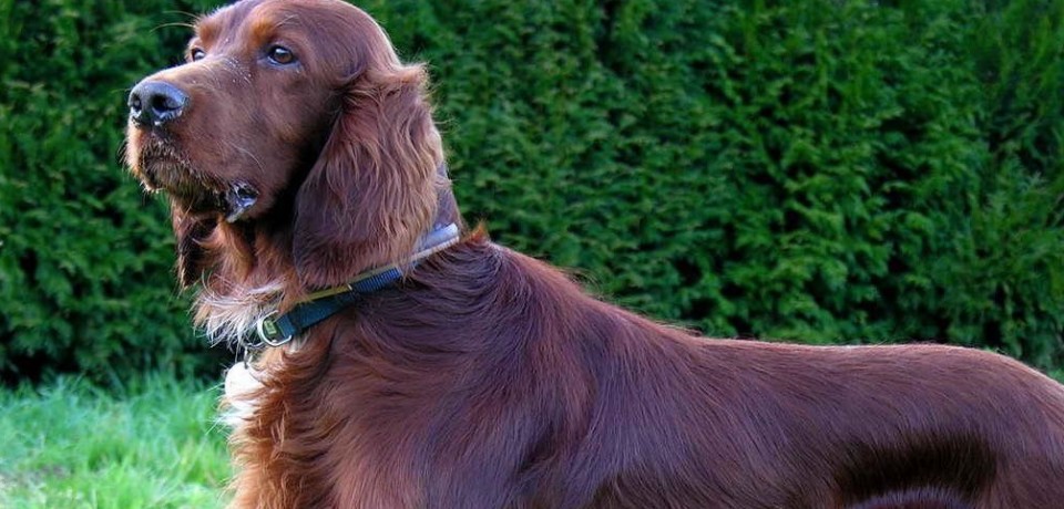 Frosinone / La Polfer ritrova un cane smarrito e lo restituisce al padrone