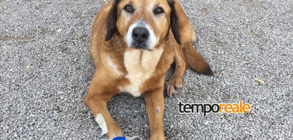 Minturno / Una famiglia per Sally, cagnolina malata ospite al canile comunale