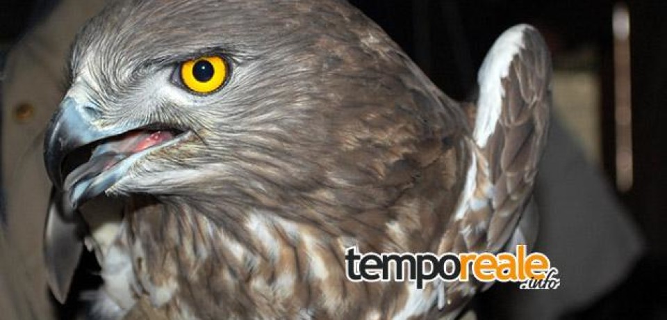 Itri / Recupero fauna selvatica, giovedì torna in libertà uno splendido biancone