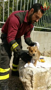 cane minturno - vigili del fuoco 2