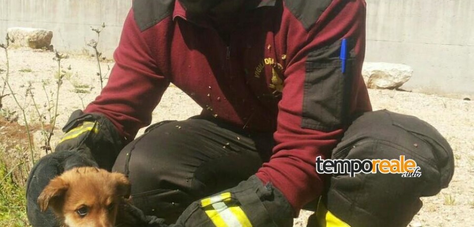 Minturno / Cane meticcio caduto in un canale di scolo, lo salvano i vigili del fuoco