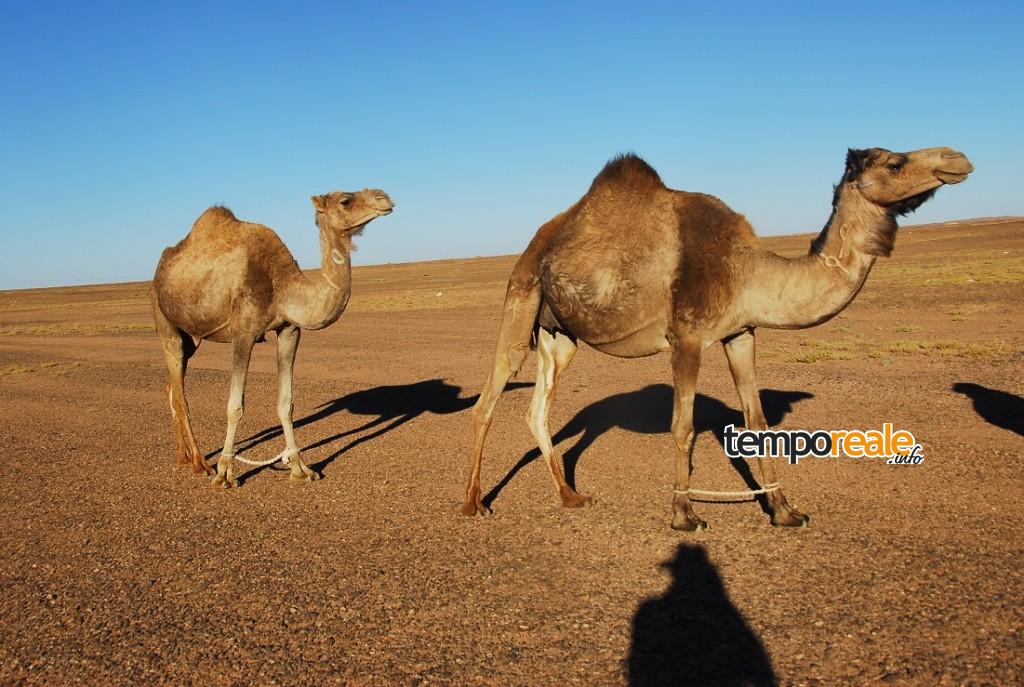 saharawi dromedari nel deserto