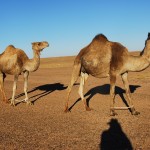 saharawi dromedari nel deserto