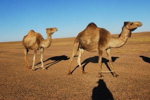 saharawi dromedari nel deserto