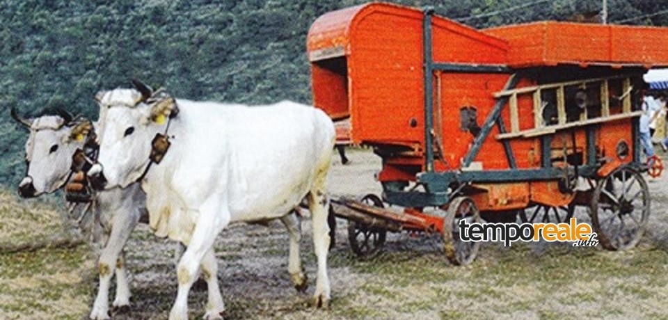 Lenola / Torna con la XIII edizione la Sagra dell’Antica Mietitura e Trebbiatura del Pantano