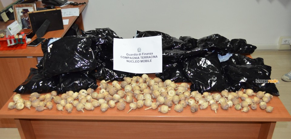 Terracina / Arrestato indiano sorpreso a trasportare 2,8 kg di bulbi da papavero da oppio
