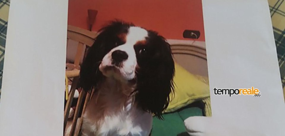 Formia / Gara di solidarietà per Lucky, il cagnolino scomparso a Santo Janni