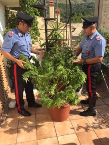 coltivazione-marijuana-formia-1