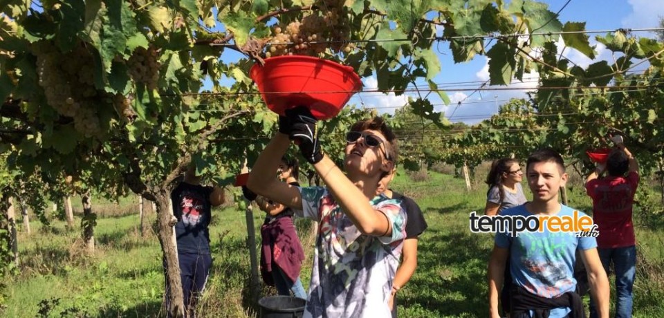 Latina / Dai banchi alla campagna, i gorni della vendemmia dei ragazzi dell’Istituto San Benedetto