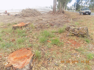 sequestro-forestale-terracina-1