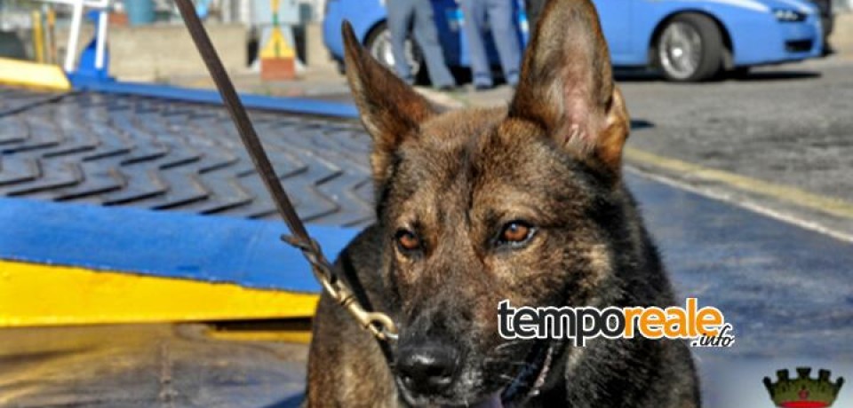 Formia / Contrasto alle sostanze stupefacenti con i cani poliziotto antidroga