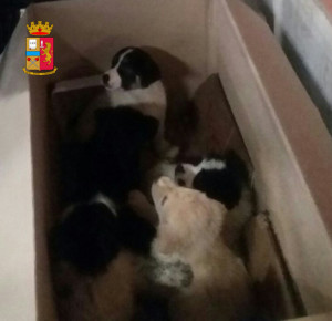 cuccioli con logo copia