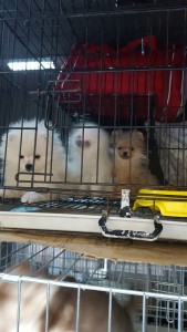 traffico illecito di animali a frosinone