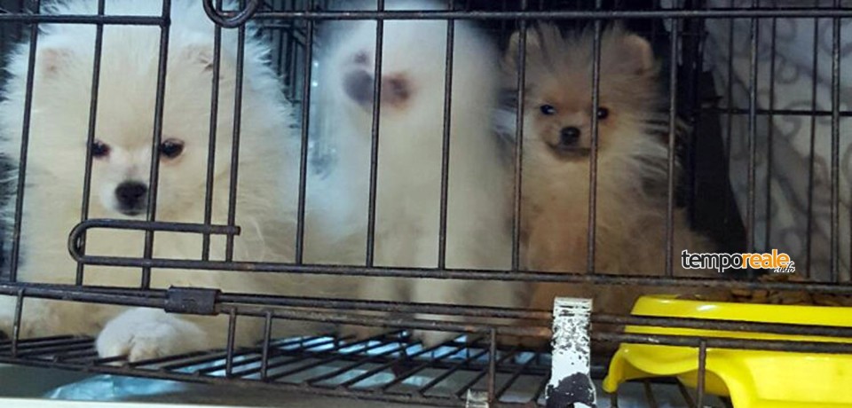 Frosinone / Traffico illecito di animali: tre persone denunciate sulla A1